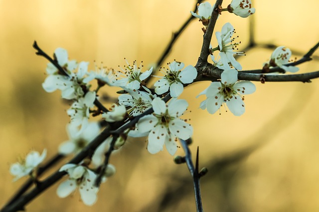 Pflanze, Zweig, Schlehdorn, Natur, Blüte