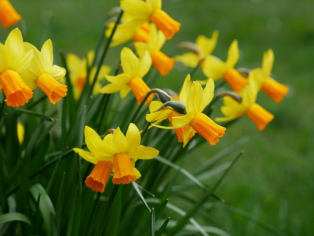 Free Daffodils Nature photo and picture