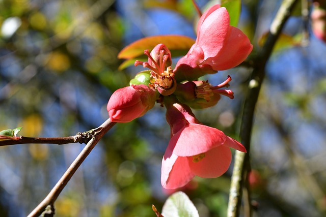 Free Red Flower Beautiful Flowers photo and picture