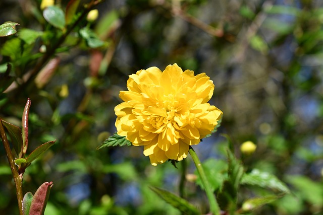 Free Blossom Bloom photo and picture