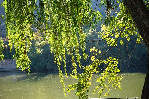 Free Greens Sun photo and picture