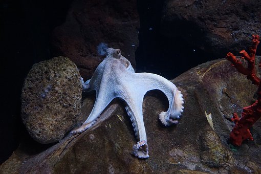 Free Octopus Tentacles photo and picture