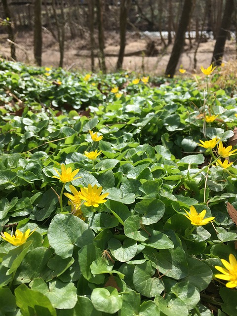Free Yellow Flowers photo and picture