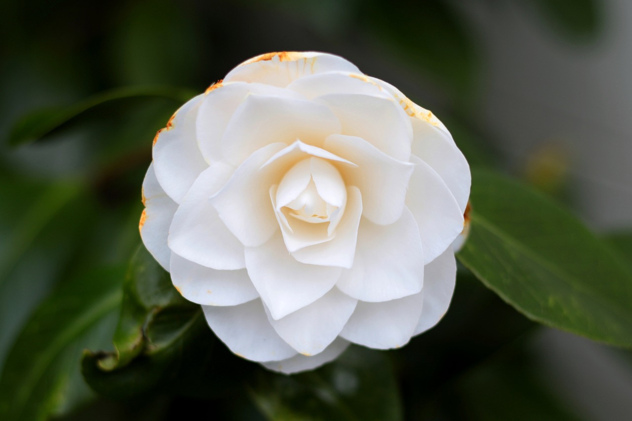 Camellia Japonica Winter White - Free photo on Pixabay
