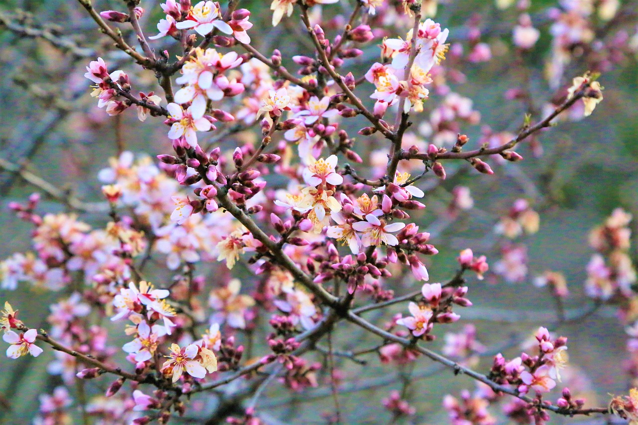 杏仁 花 芽 - Pixabay上的免费照片 - Pixabay