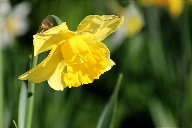 Free Spring Flower Wallpaper photo and picture