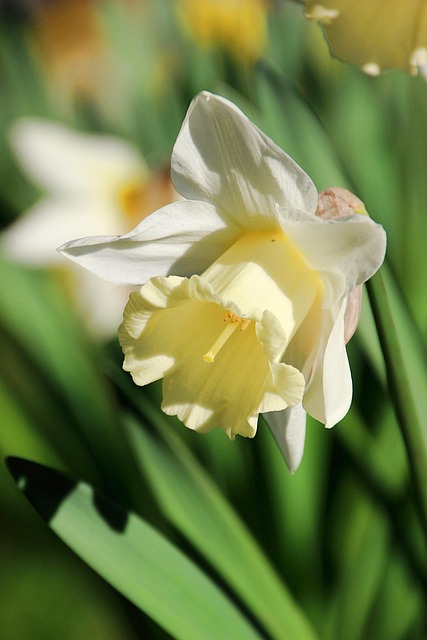 Free Spring Flower Wallpaper photo and picture