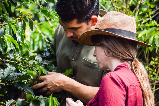 Koffie, Boerderij, Plantaardige, Boeren