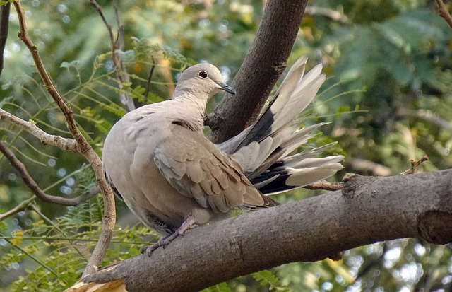 Free Bird Nature photo and picture