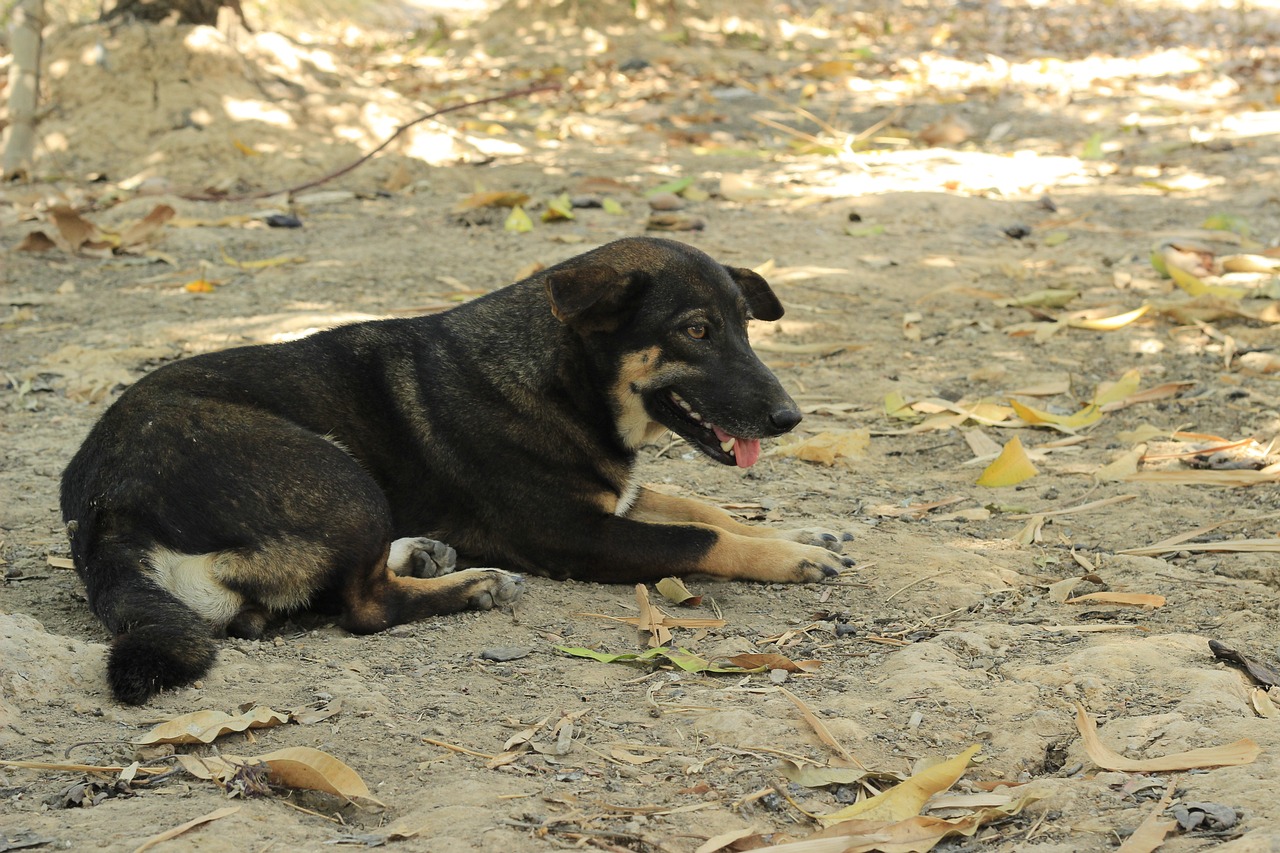 Dog - free online jigsaw puzzle photo