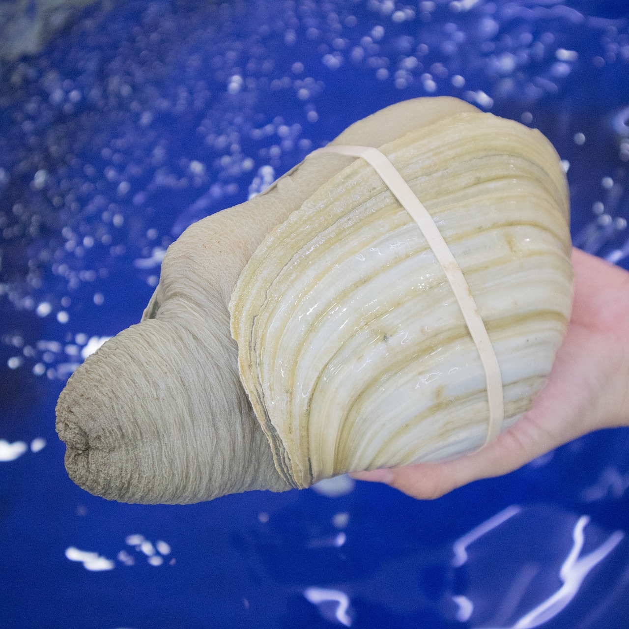 Geoduck Lutraria Rhynchaena Foto Gratis Su Pixabay