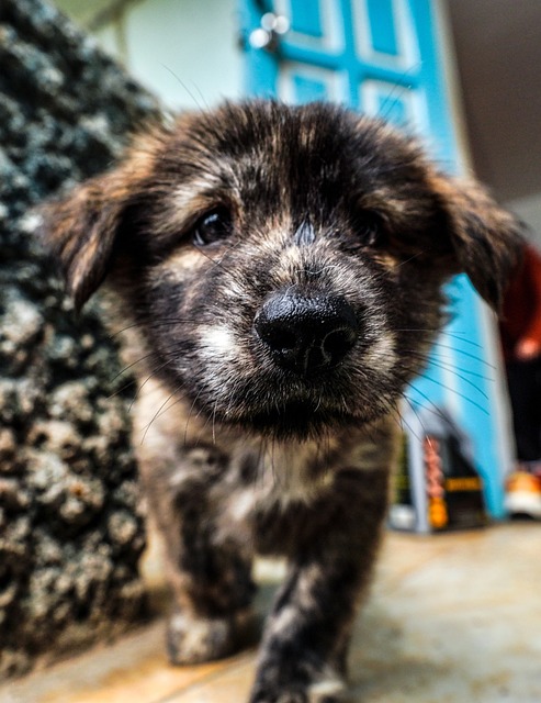 Cachorro, Bicho De Estimação, Animal