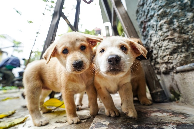 Cachorro, Filhotes, Adorável, Cão