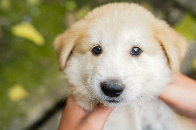 Cachorro, Animal, Filhotes, Adorável