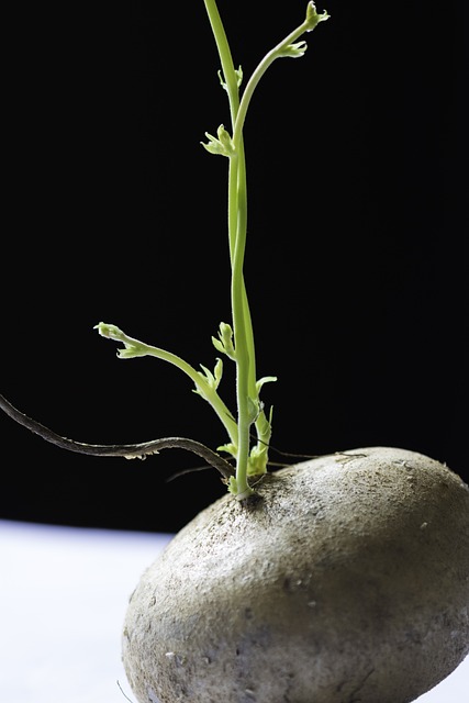 Free Singkamas Mexican Turnip photo and picture