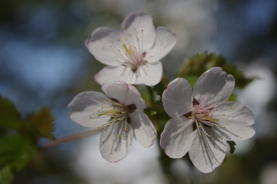 さくら 花 バネ - Pixabayの無料写真 - Pixabay