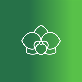 Orquídea, Flor, Minimalismo