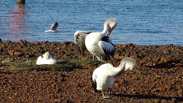 Free Pelican Seagull photo and picture