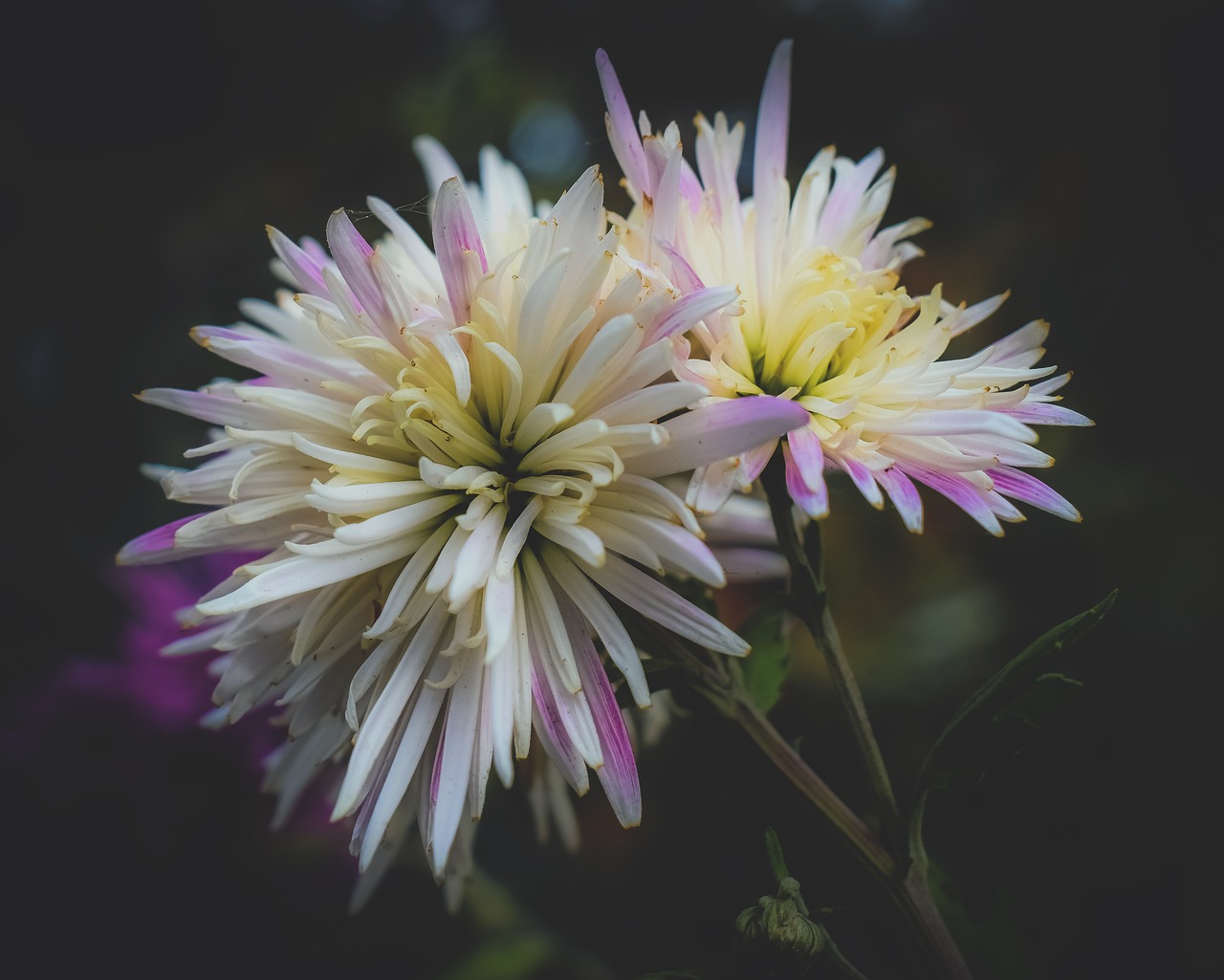 Chrysanthemum Bloom Flowers Free photo on Pixabay Pixabay