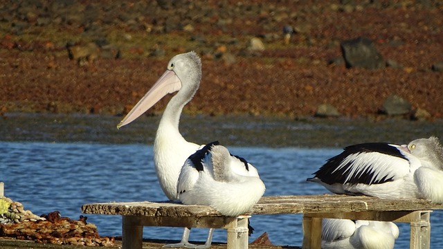 Free Pelican Bird photo and picture