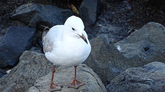 Free Seagull Bird photo and picture