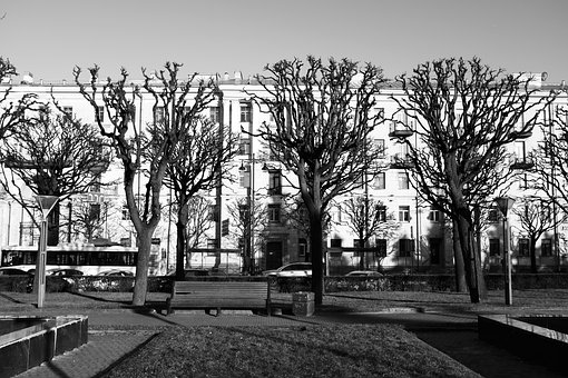 Free Park Tree photo and picture