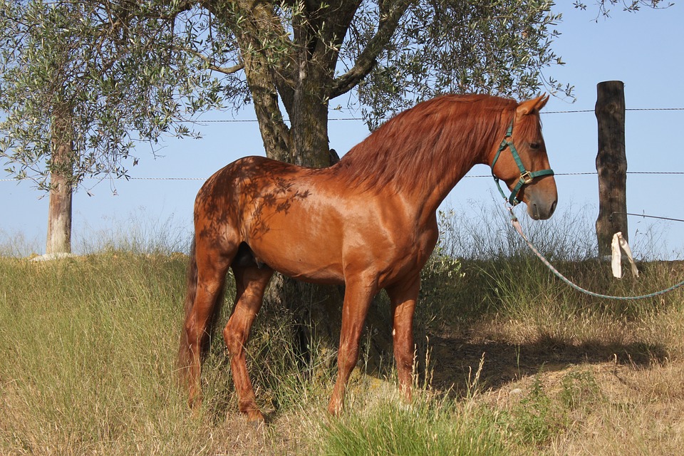 Andalusians Pre Stallion Spanish - Free photo on Pixabay