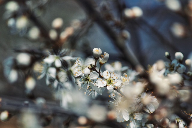 blossoms, shrub, spring, bloom, inflorescence, macro, close up, nature, awakening, life, lust for life, new, new beginning, at the beginning, beginning, branches