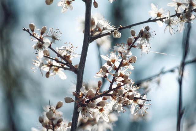 blossoms, shrub, spring, bloom, inflorescence, macro, close up, nature, awakening, life, lust for life, new, new beginning, at the beginning, beginning, branches