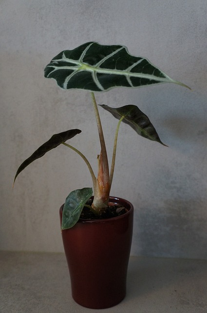 Free Alocasia Amazonica Elephant Ear photo and picture