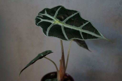 Free Alocasia Amazonica Elephant Ear photo and picture