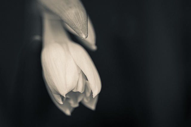 Blüte, Blume, Frühling, Pflanze, Flora