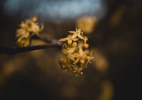 Free Plant Yellow photo and picture
