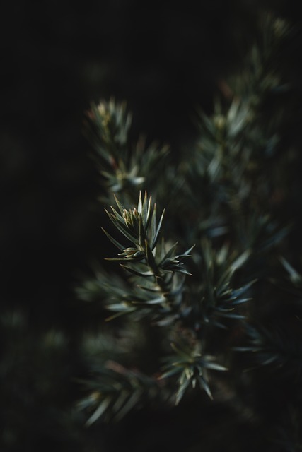 Free Plant Green photo and picture