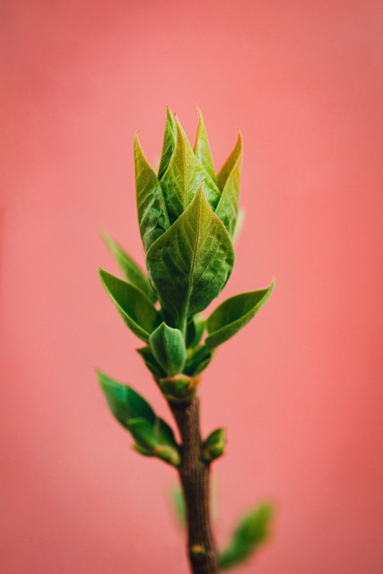 Free Plant Green photo and picture