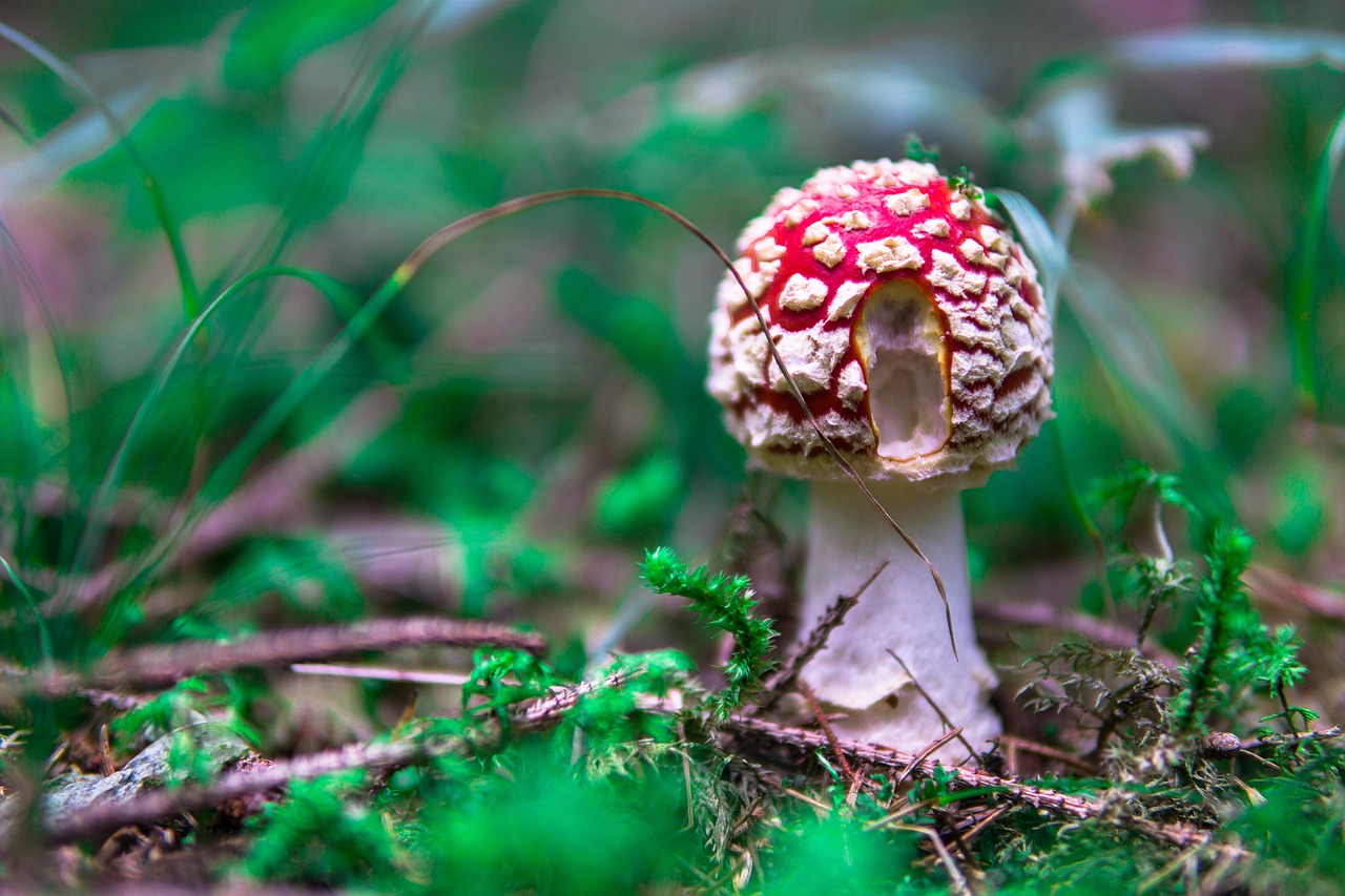 Paddestoel Paddenstoel Rood Gratis foto op Pixabay Pixabay