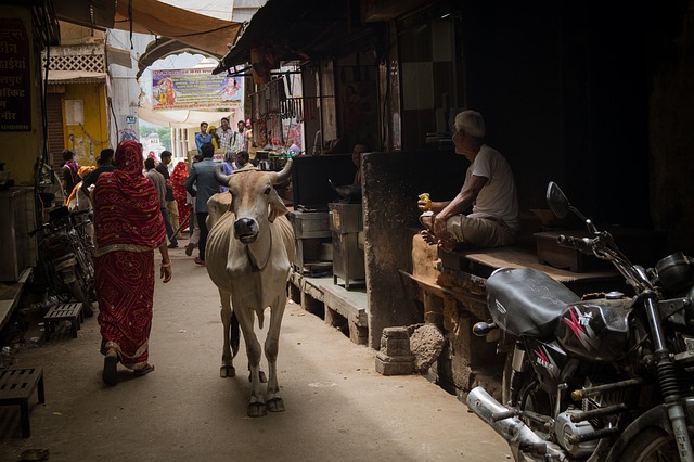 Kühe, Indien, Straßen, Kultur, Varanasi