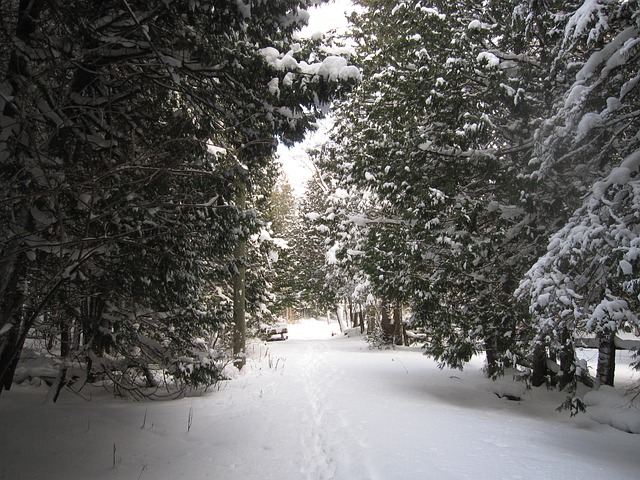 Winter, Woud, Mackinac Island, Michigan