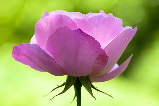 Free Rose Pink photo and picture