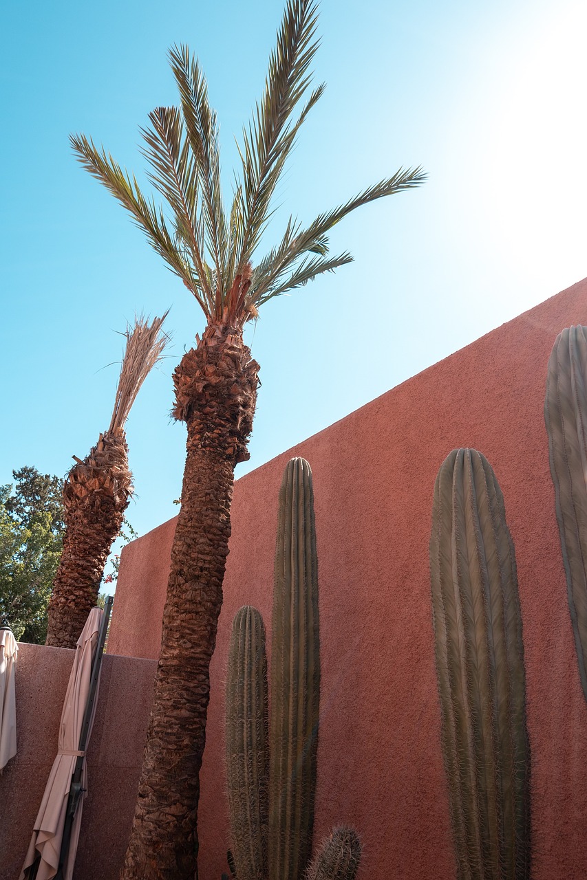 Palme Sonne Kaktus - Kostenloses Foto auf Pixabay