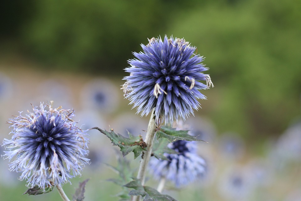 自然の花 森の花 野花 Pixabayの無料写真