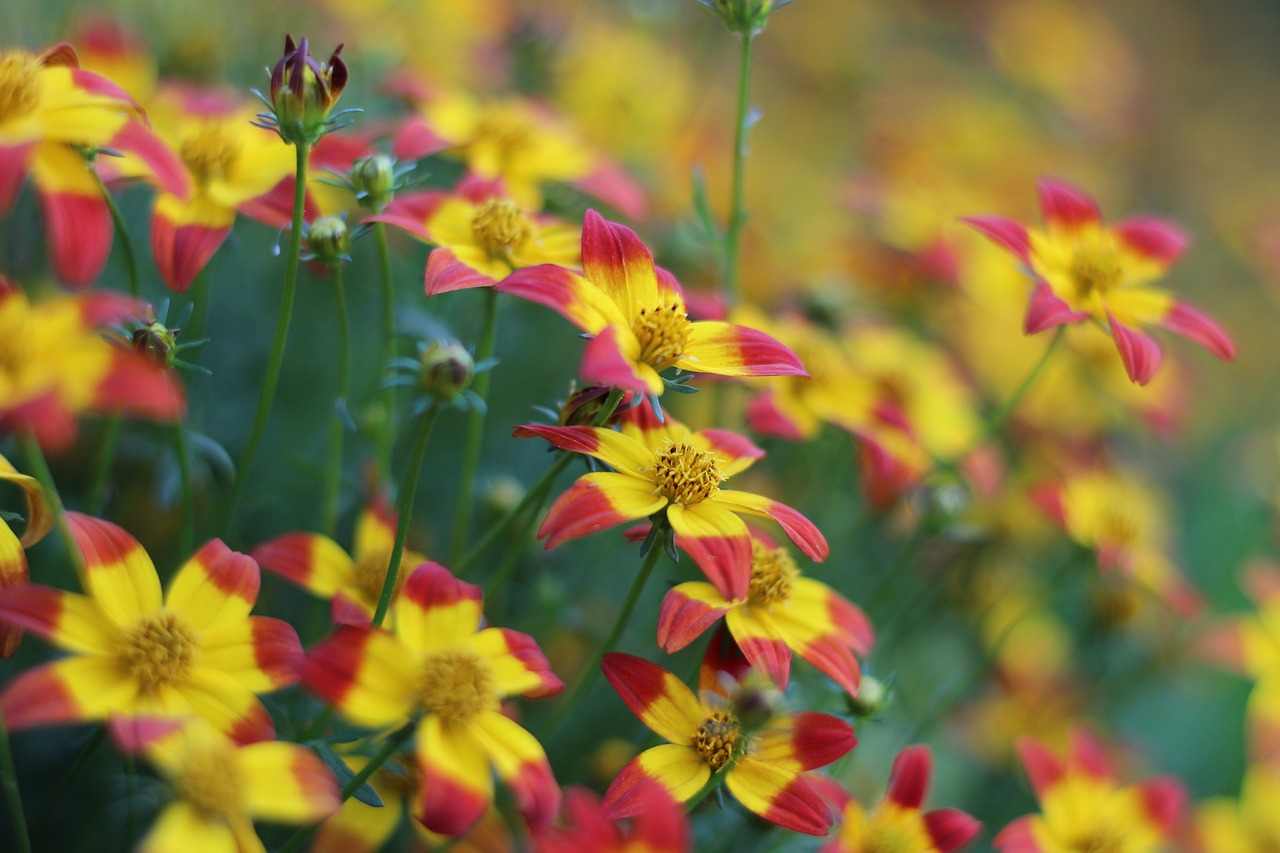 Flower Unknown Natural Free photo on Pixabay Pixabay