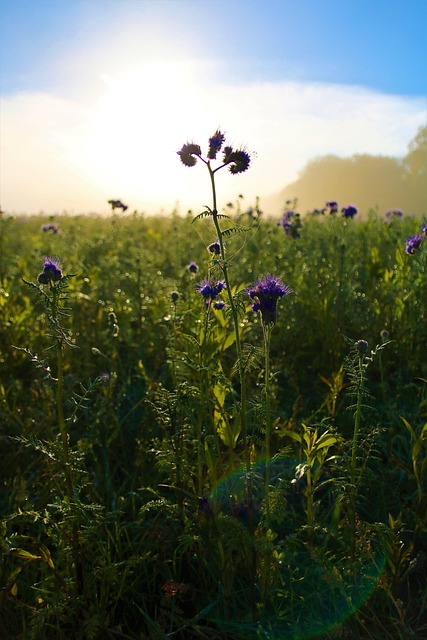 Free Flowers Sun photo and picture