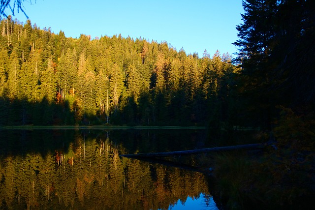 Free Lake Forest photo and picture