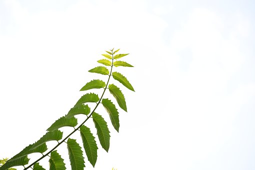 Folha, Céu, Natureza, Árvore, Panorama
