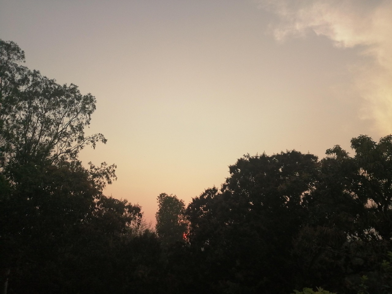 晚上 早晨 树木 - Pixabay上的免费照片 - Pixabay
