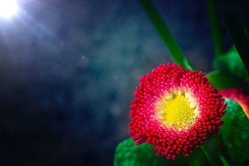 Macro, Blumen Hintergrund, Blume, Natur