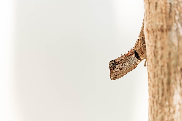 Garden Lizard, Makro, Reptilien, Tier
