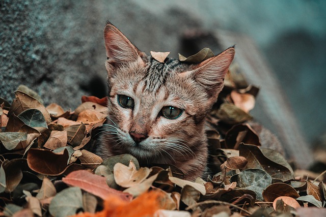 Katze, Niedlich, Spielen, Schöne, Tier