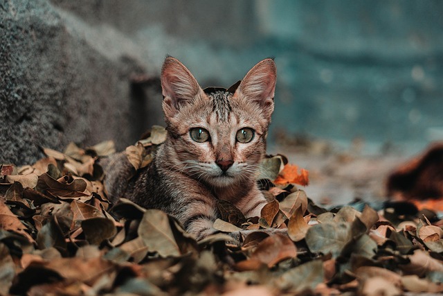 Katze, Schöne, Porträt, Haustier